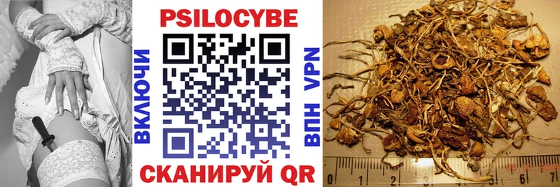 Псилоцибиновые грибы Cubensis Борзя